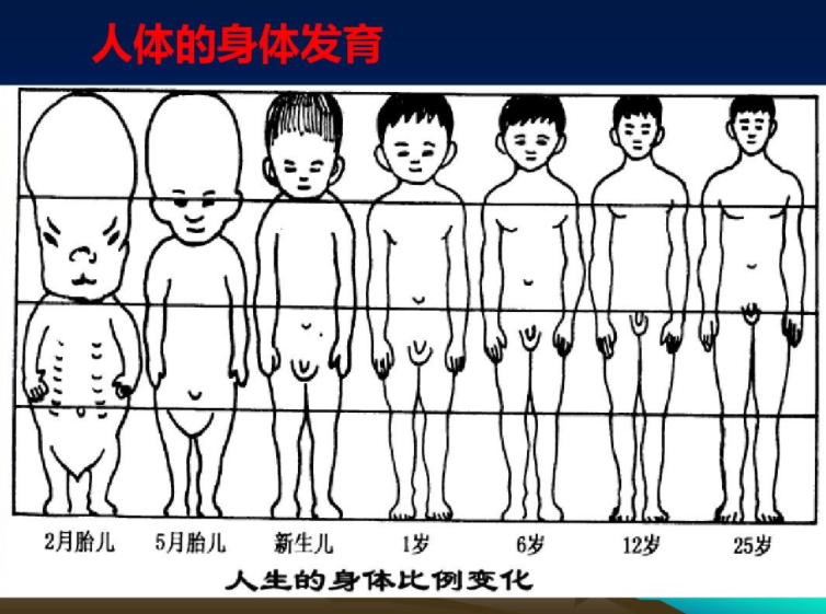 GROWTH(生物个体长度与重量的增长)