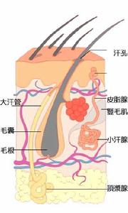 狐臭偏方(治疗手段)