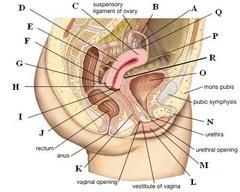 vagina(英语名词)