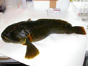 冬眠(生物学现象)