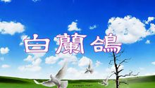 白兰鸽(歌曲专辑)