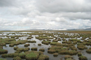 沼泽地(泥泞地区)