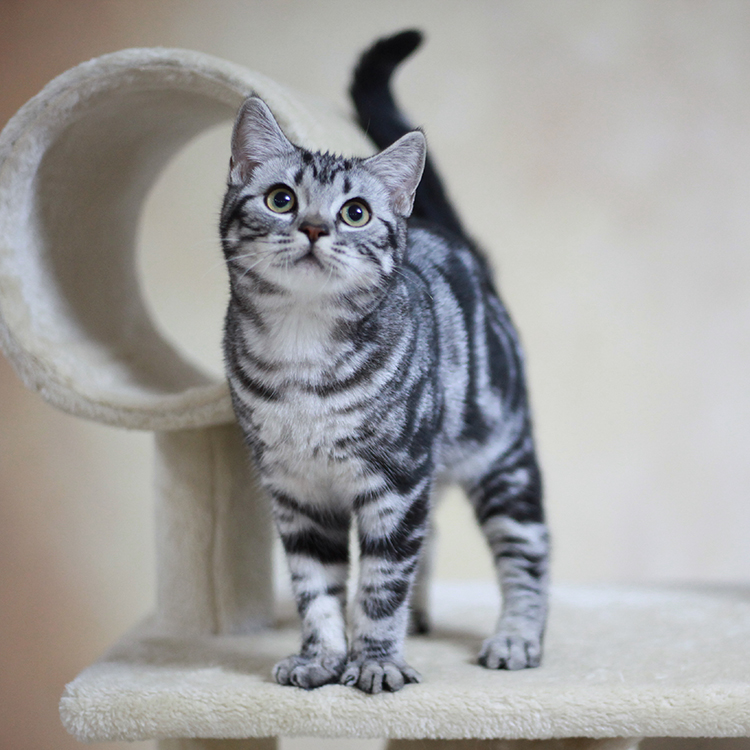 美国银虎斑猫(一种脊椎动物)