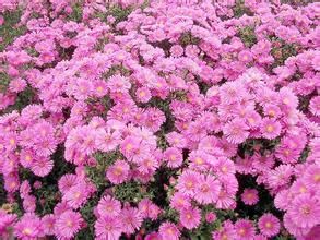 花木网(花木行业的综合信息平台)