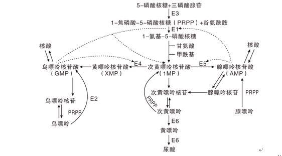 嘌呤代谢紊乱(疾病)