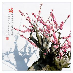 墙角数枝梅(宋代诗人王安石的梅花诗句)