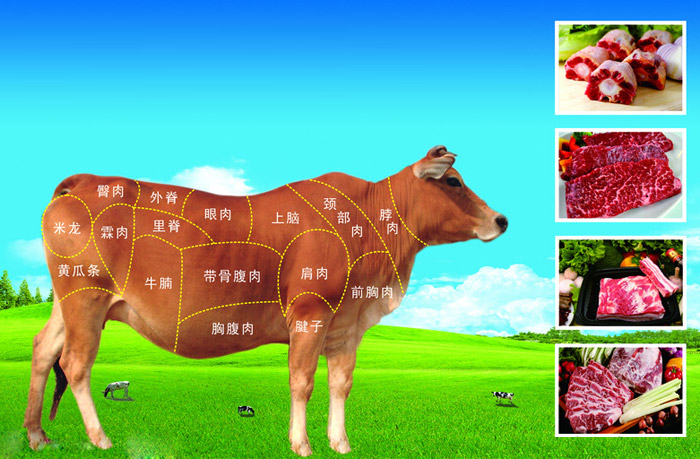 beef(英语单词)