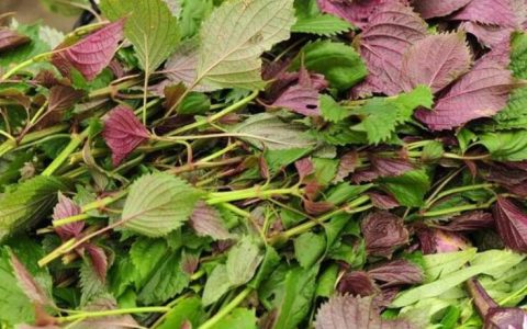 紫苏叶黄芩(唇形科黄芩属植物)