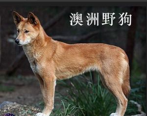 野狗(犬科犬属下的动物)