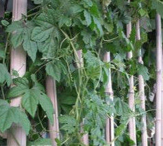 丝瓜藤(草本植物)