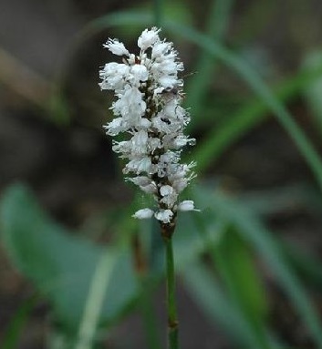 支柱蓼(蓼科蓼属植物)