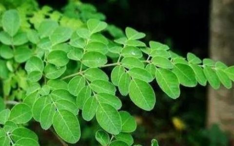 辣木(辣木科辣木属植物)