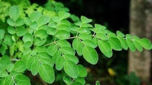 辣木(辣木科辣木属植物)