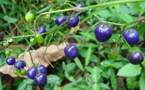 山菅(百合科山菅属植物)
