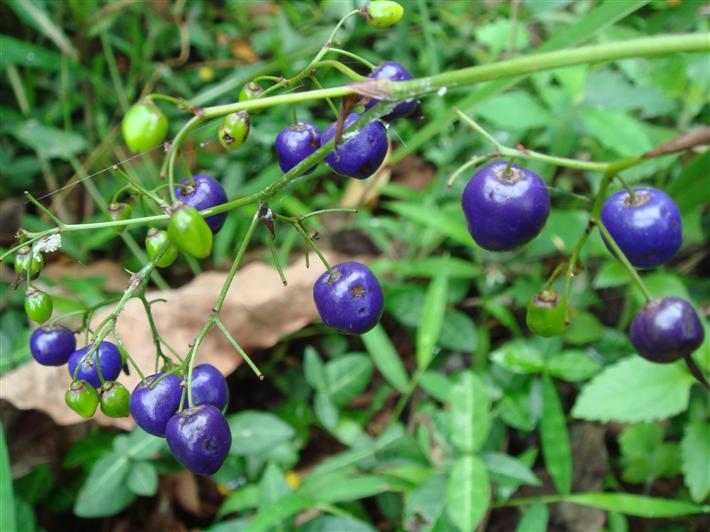 山菅(百合科山菅属植物)