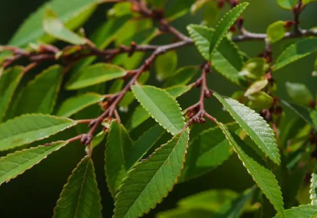 旱榆(榆科榆属植物)