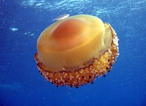 蛋黄水母(钵水母纲根口水母目的海洋生物)