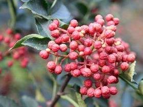 大红袍花椒(芸香科花椒属植物)