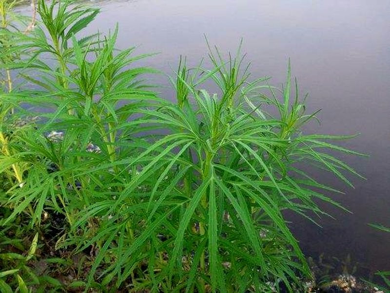 柳蒿(菊科蒿属植物)