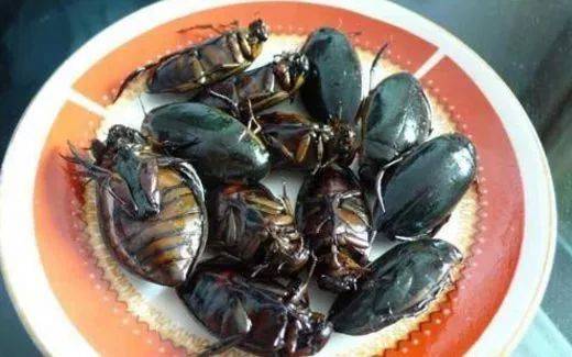 水蟑螂(水生昆虫)