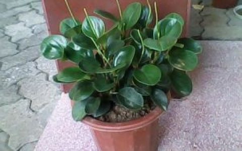 碧玉花(多年生常绿草本植物)