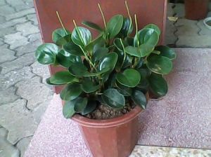 碧玉花(多年生常绿草本植物)