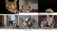 狸花猫(食肉目猫科动物)
