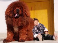 藏獒(起源于中国西藏的大型犬类)