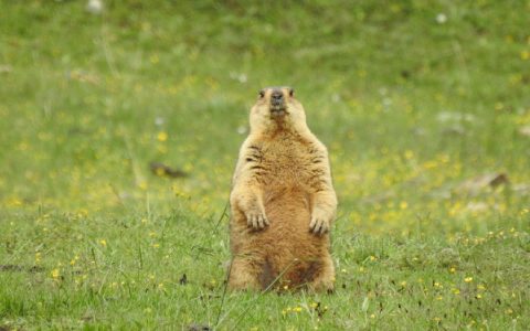 獭(食肉目鼬科动物)