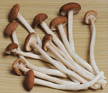 茶树菇炖鸡(一道美味佳肴)