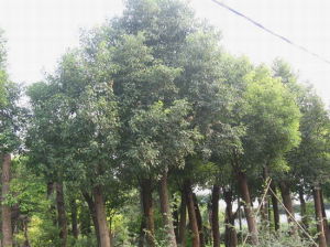 榆树(榆科榆属植物)