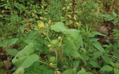 苘麻(灌木状草本植物)