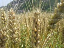 小麦(禾本科小麦属植物)