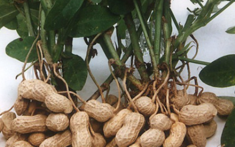 花生(豆科落花生属植物)
