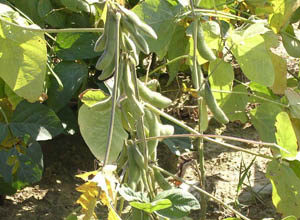 黄豆(豆科大豆属植物)