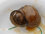 炒田螺(一种由田螺等材料炒制而成的粤菜)