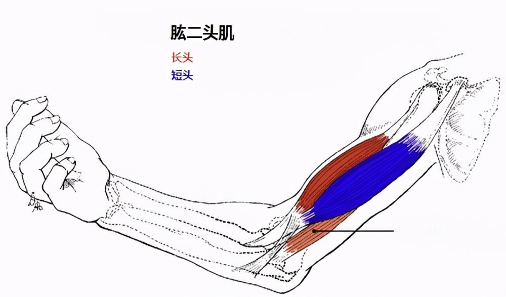 肱二头肌(人体肌肉)