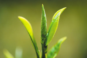 金骏眉茶叶(红茶中正山小种的分支)