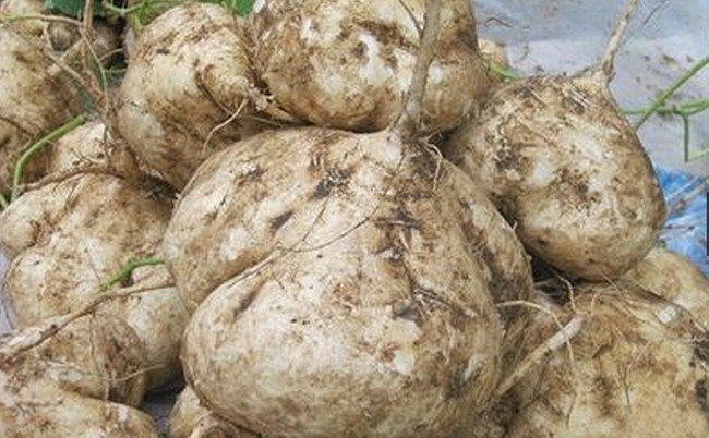白地瓜(豆科豆薯属草质藤本植物)