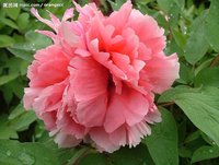 牡丹花茶(用牡丹花花瓣制作的茶)