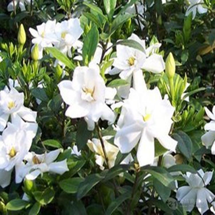 山栀子(常绿灌木)