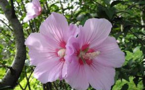 木槿花(锦葵科木槿属植物)