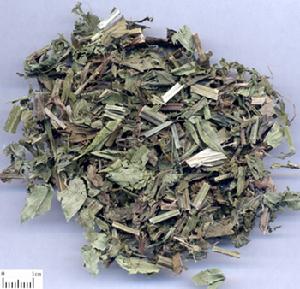 泽兰(菊科泽兰属植物)