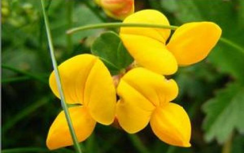 百脉根(蔷薇目豆科植物)