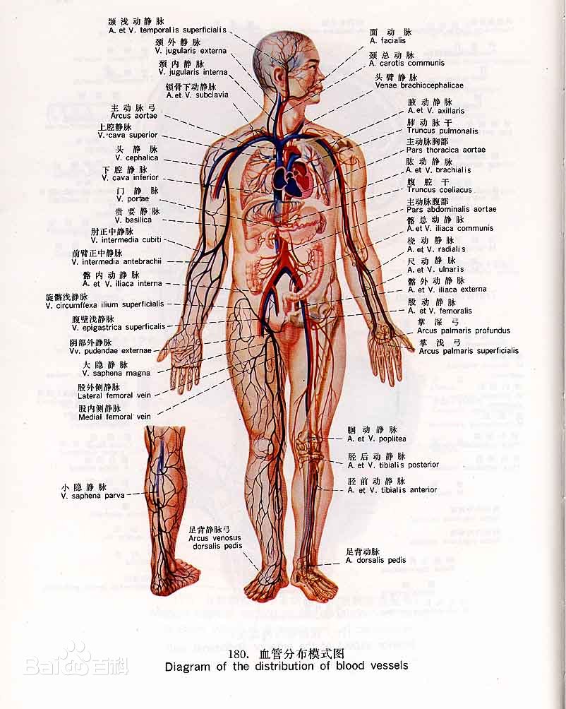血液循环系统(生理学术语)