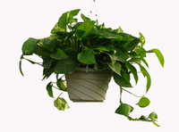 绿萝(天南星科麒麟叶属植物)