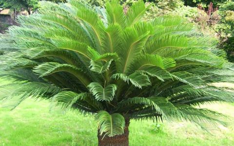 铁树(苏铁科苏铁属植物)