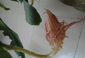 昙花(仙人掌科昙花属植物)
