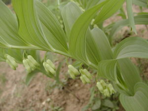 玉竹(百合科黄精属植物)