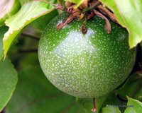 西番莲(水果、多年生常绿攀缘木质藤本植物)